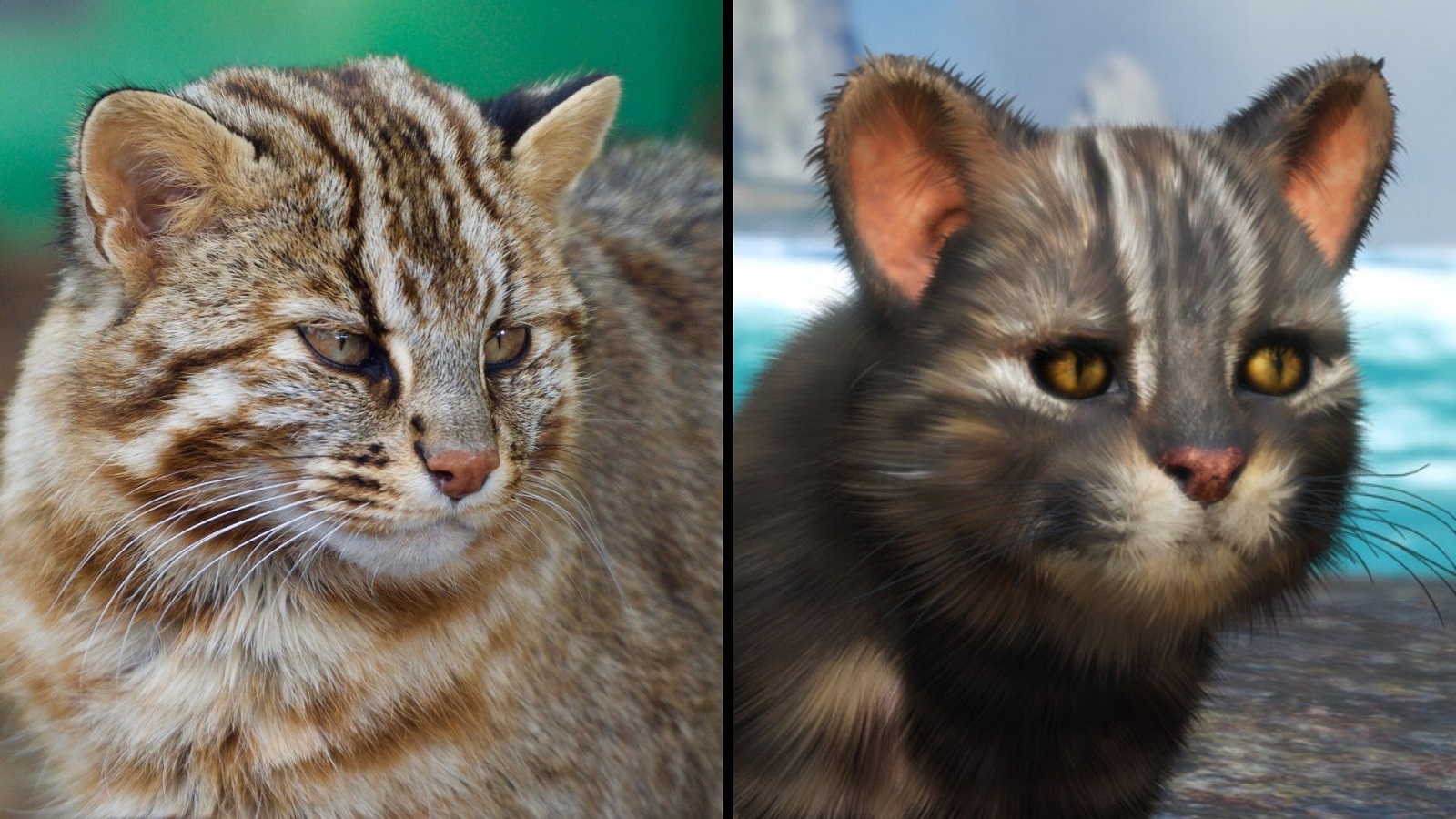 对马岛稀有野猫的幽灵终于在现实生活中卷土重来